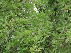 Prunus amygdalus