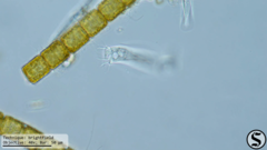 Vaginicolidae
