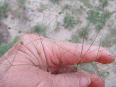Spermolepis
