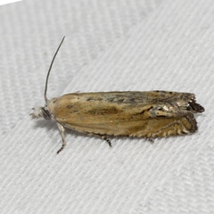 Eucosma kiscana