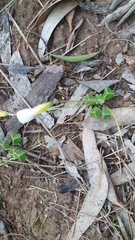 Oxalis psilopoda