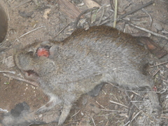 Galea leucoblephara