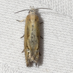 Eucosma kiscana