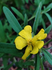 Hibbertia saligna