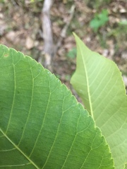 Carya ovalis