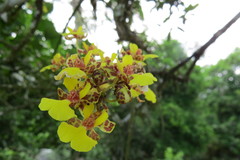 Trichocentrum ascendens