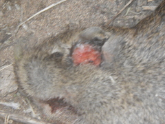 Galea leucoblephara