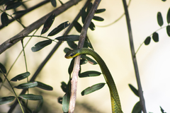 Chironius bicarinatus