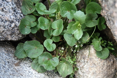 Saxifraga debilis