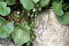 Saxifraga debilis