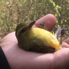 Vireo hypochryseus