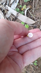 Oxalis psilopoda