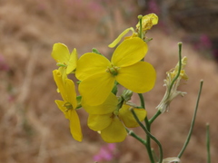 Erysimum capitatum angustatum