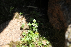 Saxifraga debilis