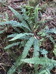 Asplenium sellowianum
