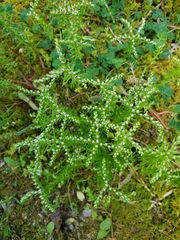 Sedum pulchellum