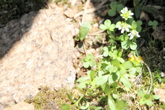 Saxifraga debilis
