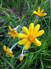 Eriophyllum lanatum integrifolium