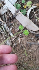 Oxalis psilopoda