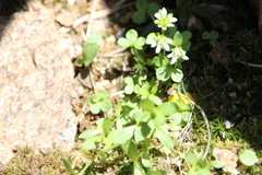 Saxifraga debilis
