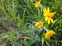 Eriophyllum lanatum integrifolium