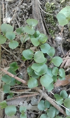 Lysimachia nummularia
