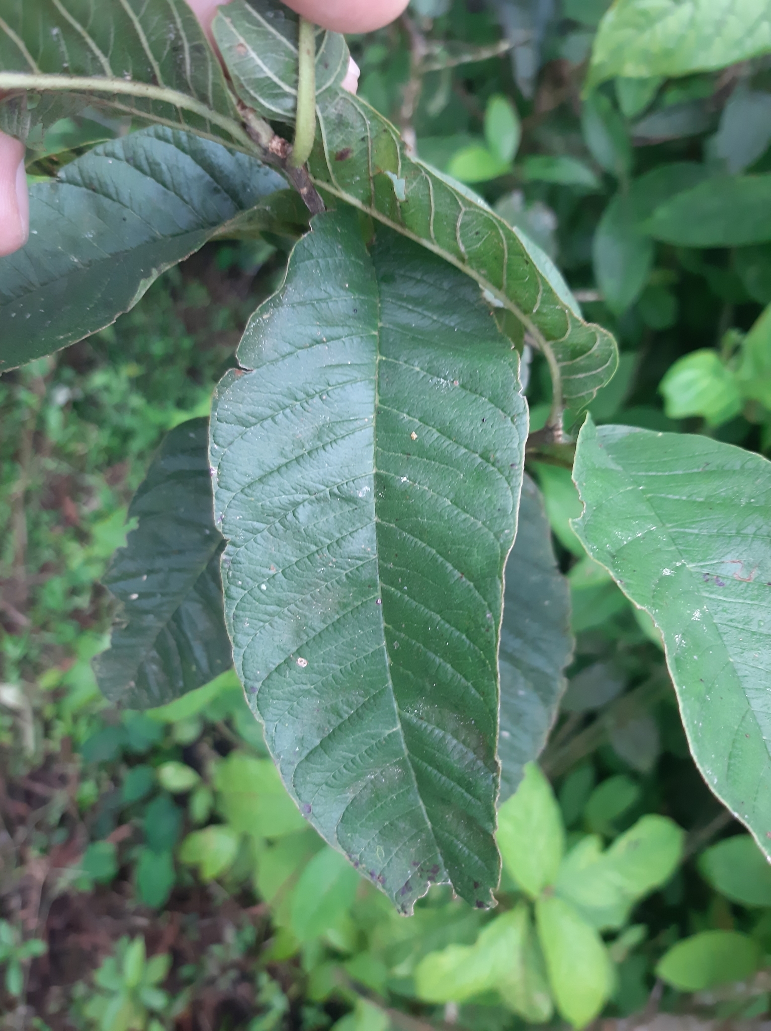 Psidium image