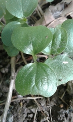 Lysimachia nummularia