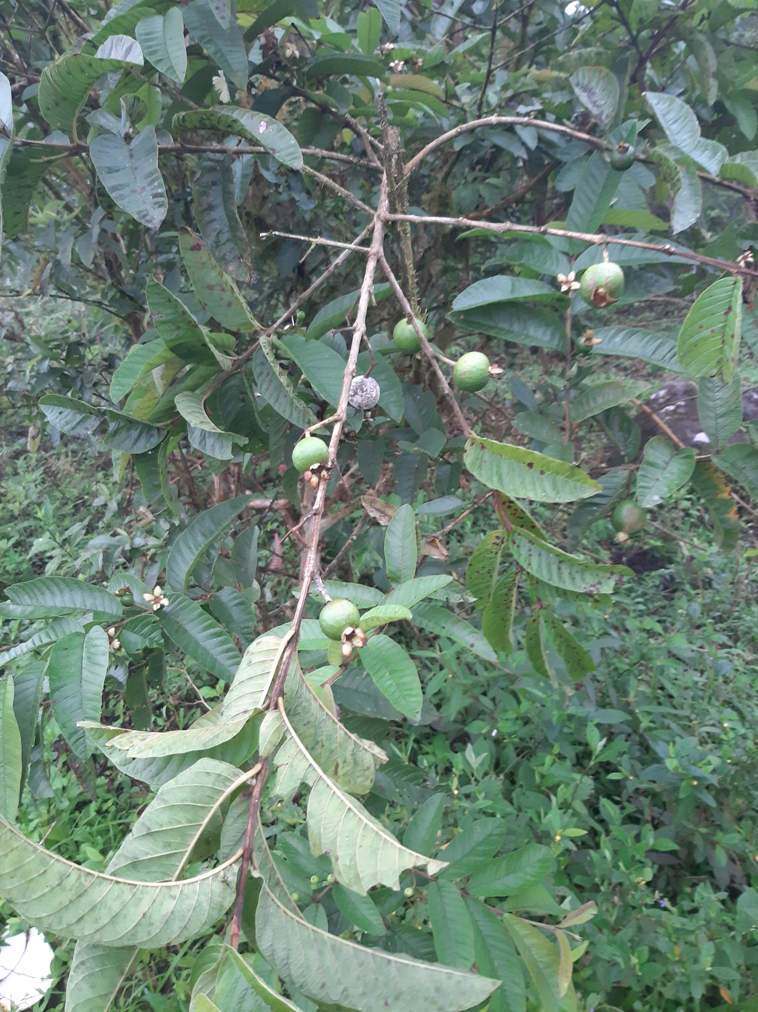 Psidium guajava image