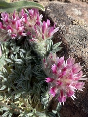 Trifolium andersonii