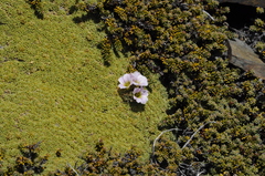 Oxalis enneaphylla