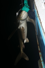 Carcharhinus longimanus