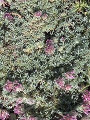 Trifolium andersonii