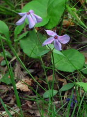 Phlox stolonifera