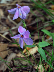 Phlox stolonifera