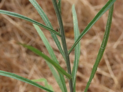 Erysimum capitatum angustatum