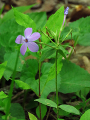 Phlox stolonifera