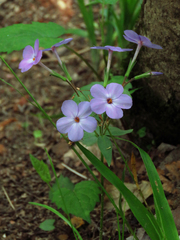 Phlox stolonifera