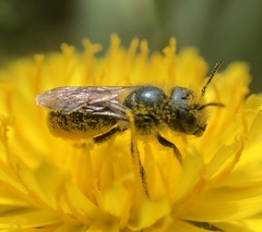 Osmia georgica