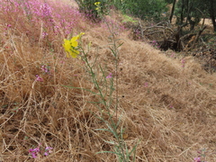 Erysimum capitatum angustatum