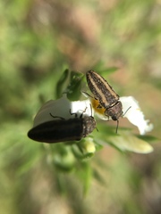 Anambodera gemina