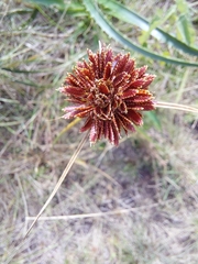 Cyperus reflexus