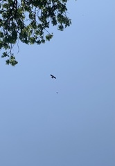 Ictinia mississippiensis