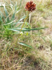 Cyperus reflexus