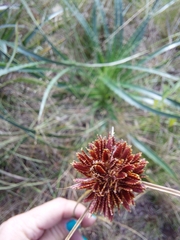 Cyperus reflexus