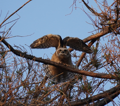 Bubo virginianus