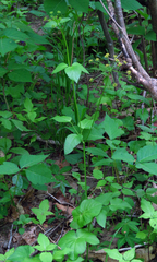 Thaspium trifoliatum aureum