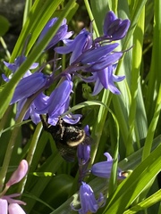Bombus californicus