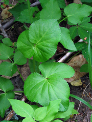 Thaspium trifoliatum aureum
