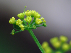 Thaspium trifoliatum aureum